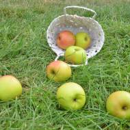 Саджанець Яблуня Мавка в контейнері